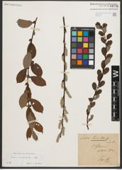Foto von Salix starkeana Willd.
